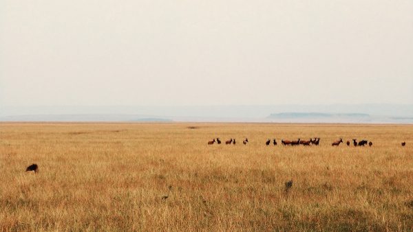 Panorama dans le Masai Mara