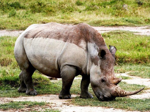 Un rhinocéros dans le parc de Nakuru au Kenya