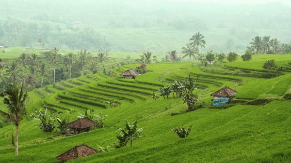 Rizières de Jatiluwih - Bali