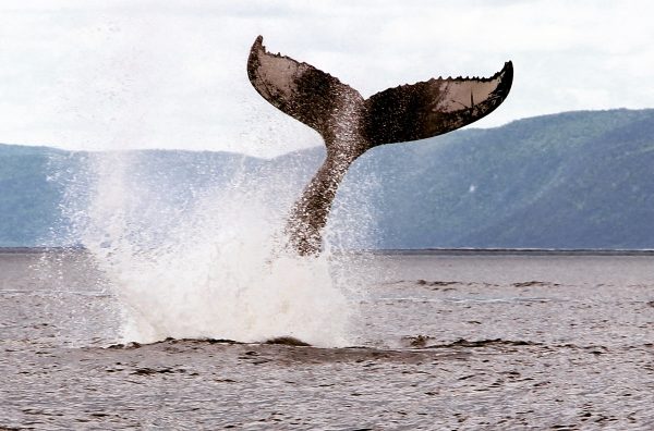 L'observation des baleines à Tadoussac