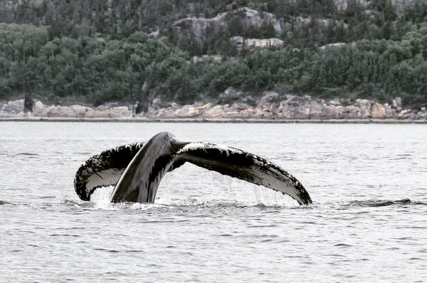 L'excursion des baleines à Tadoussac au Québec