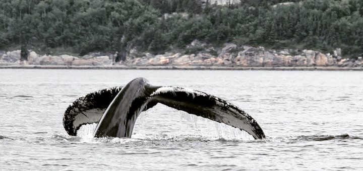 L'observation des baleines à Tadoussac