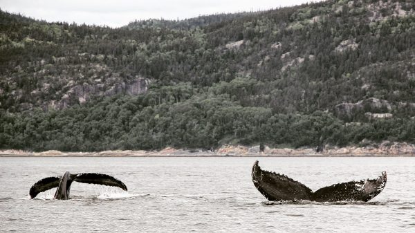 L'observation des baleines à Tadoussac au Québec