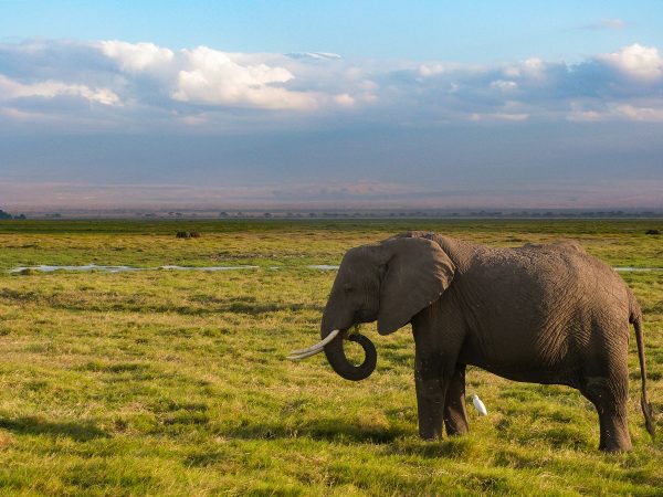 Parc national d'Amboseli au Kenya
