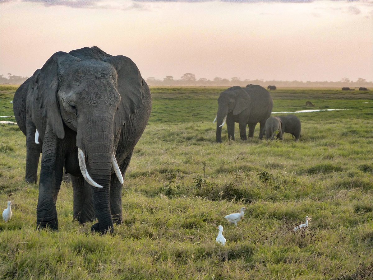 Safari à Amboseli au Kenya : les éléphants dans leur milieu ...