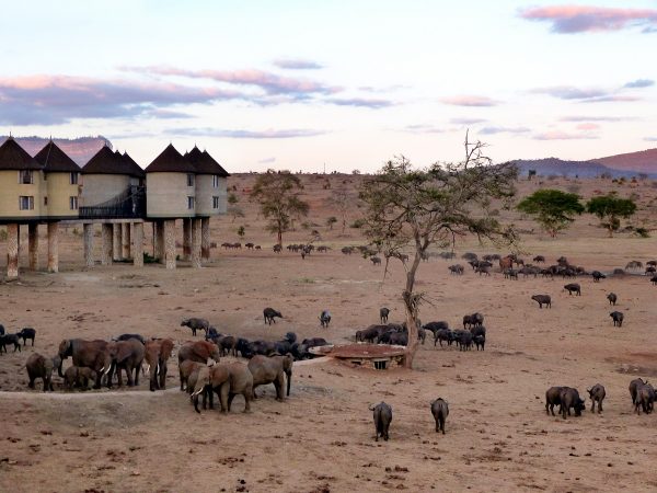 Le Sarova Saltlick Lodge au Kenya aux couleurs du couché de soleil : les éléphants au pied des lodges