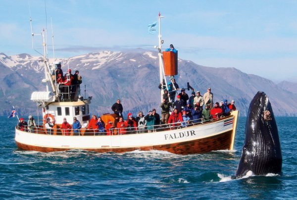 Baleine en Islande
