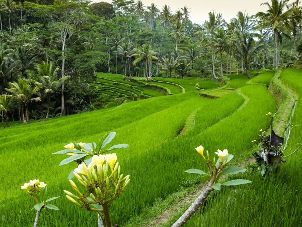 Des rizières à Bali, près du temple de Gunung Kawi