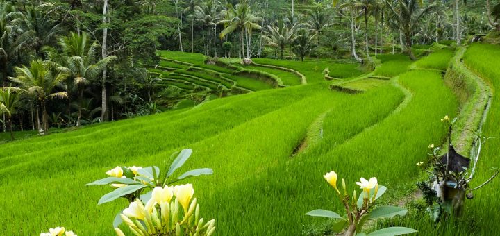 Des rizières à Bali, près du temple de Gunung Kawi