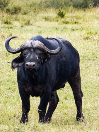 Un buffle dans le Masai Mara