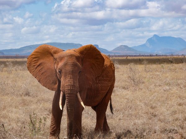 Un éléphant dans le parc Tsavo Est au Kenya : l'un des Big Five que l'on peut observer au Kenya