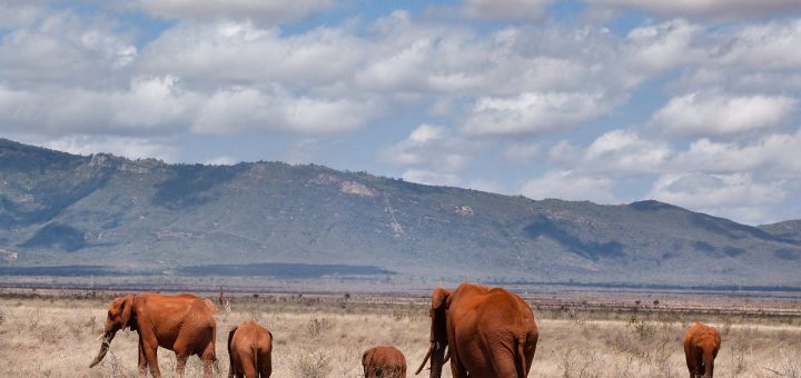 Les éléphants aux couleurs ocres dans le parc de Tsavo Est