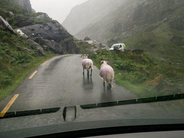 Des moutons sur la route du Gap of Dunloe