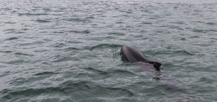 Le dauphin Fungie dans la baie de Dingle en Irlande