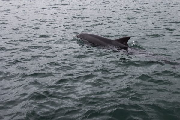 Le dauphin Fungie dans la baie de Dingle