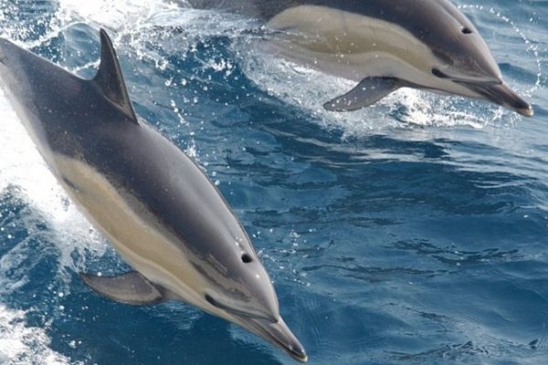 Des dauphins à Majorque