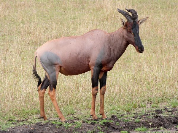 Antilope topi au Kenya