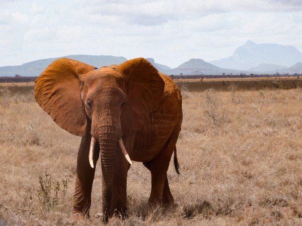 Un éléphant au Kenya