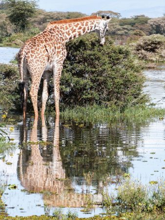 Girafe au Kenya