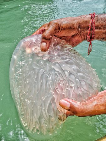 Une méduse que l'on peut rencontrer dans la baie de Phang Nga