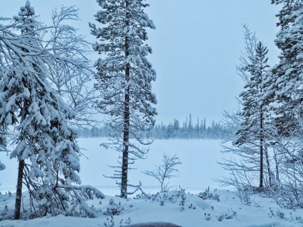 Les paysages enneigés en Laponie