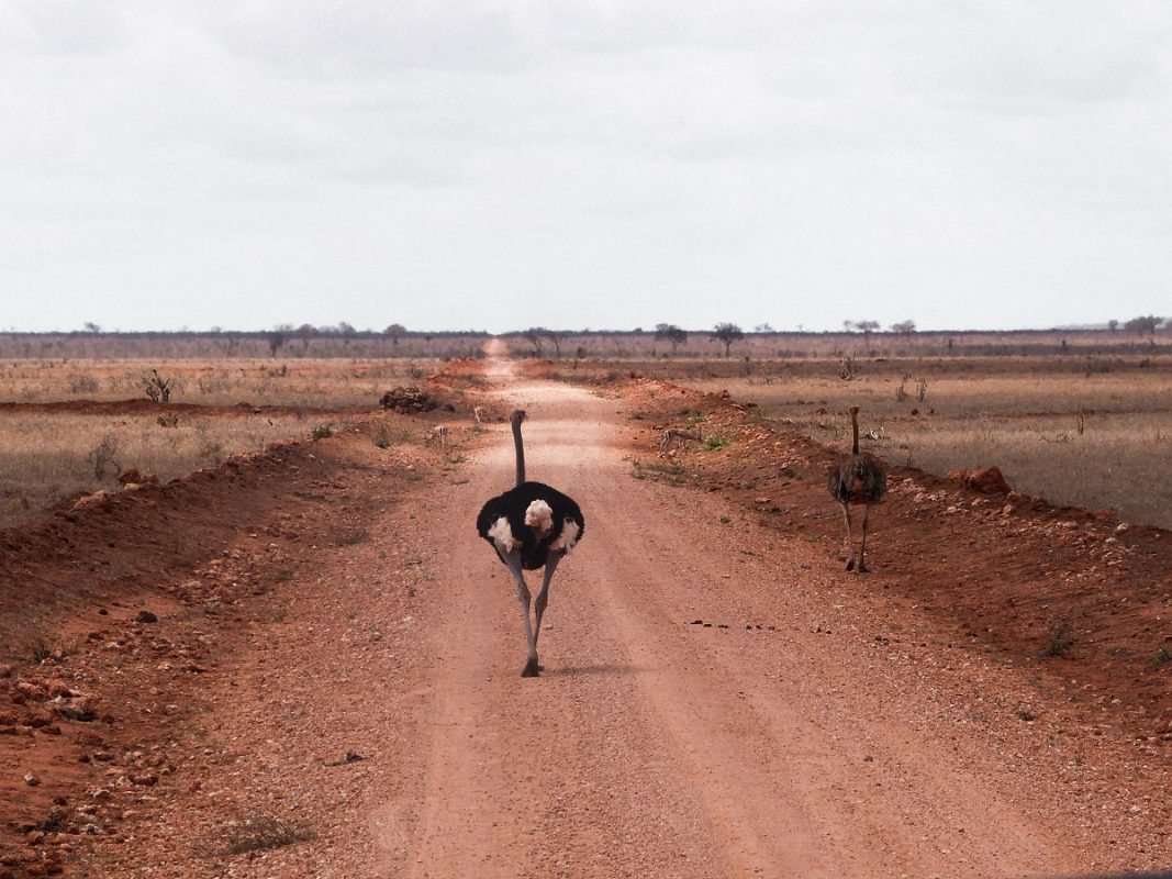 Road trip au Kenya conseils pour le préparer Hashtag Voyage