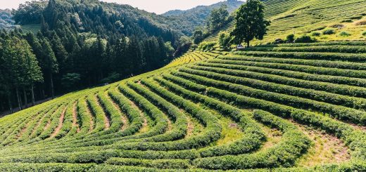 Plantations de thé en Corée du sud