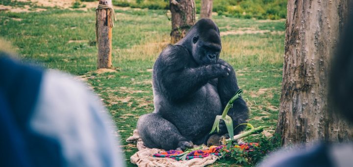 Gorille dans le zoo de Pairi Daiza en Belgique