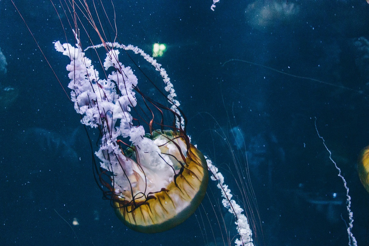 Méduse dans un aquarium à Nausicaa