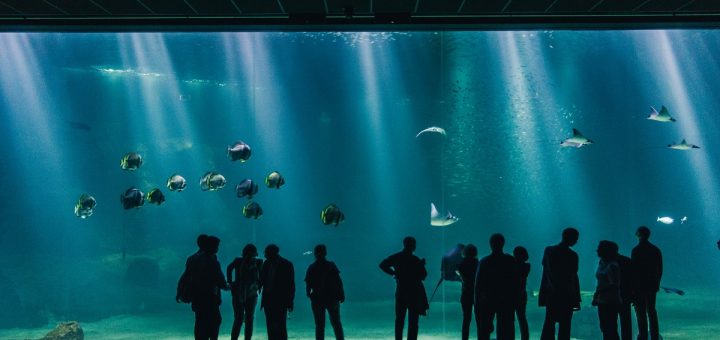 Nausicaa et son aquarium derrière un grand écran de verre