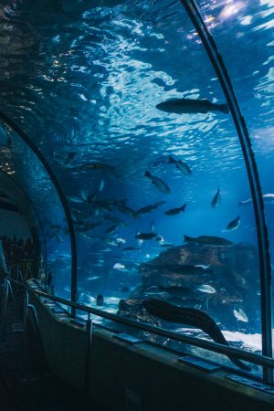 Tunnel de verre dans l'aquarium de Barcelone