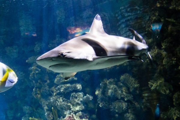 Requin dans l'aquarium de Barcelone