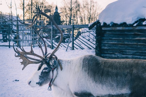 Ferme de rennes à Jukkasjarvi