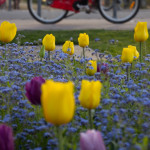 Un V'Lille près du parc Vauban, aux couleurs du printemps